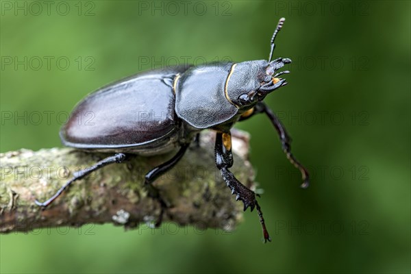 Anoplotrupes stercorosus