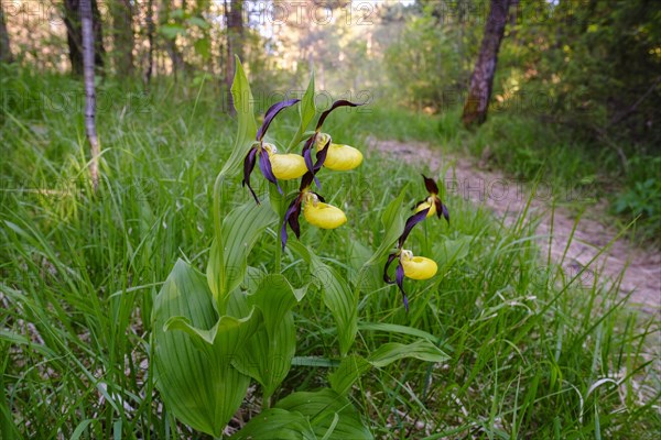 Yellow lady's slipper orchid