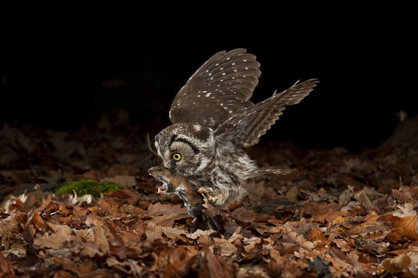 Tengmalm's owl