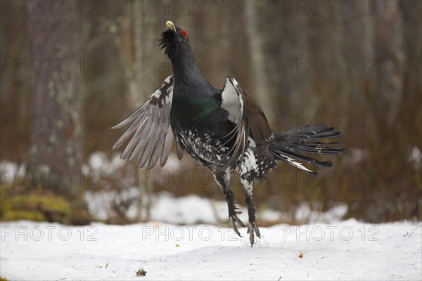 Western capercaillie