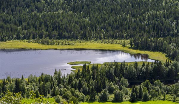 Wooded lakeshore