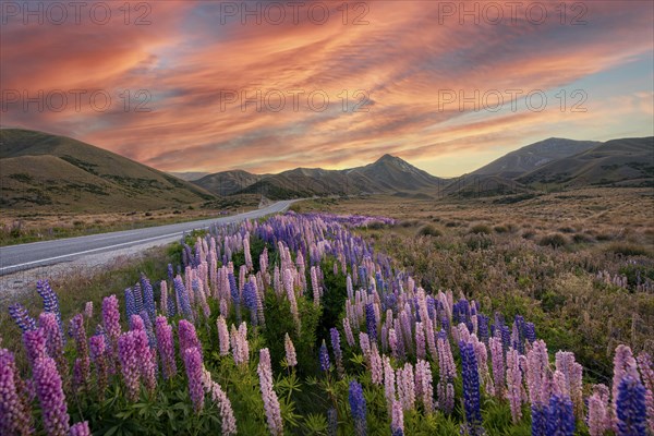 Variegated lupines