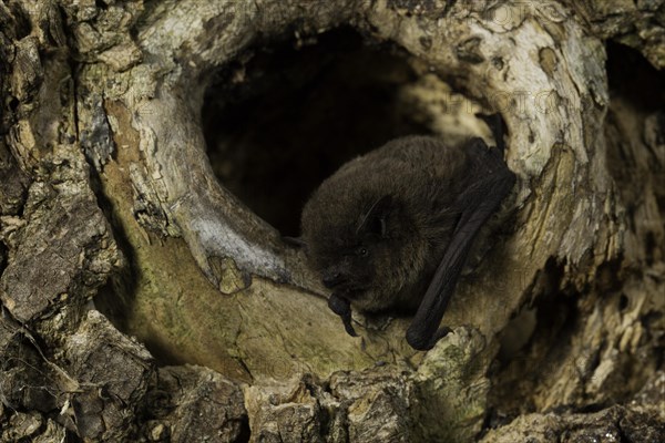 Nathusius's pipistrelle