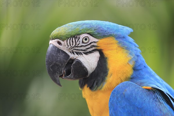 Blue and yellow macaw