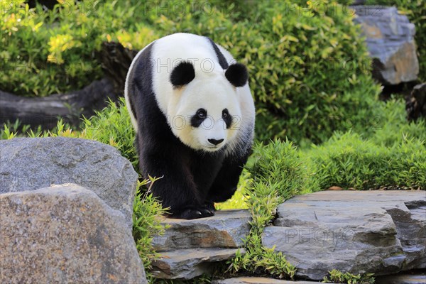 Giant Panda