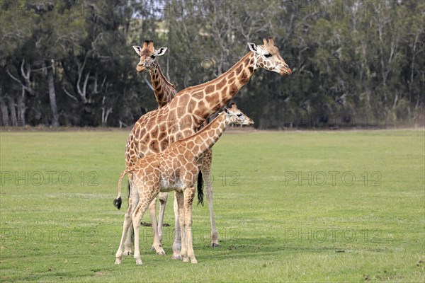 Rothschild's giraffe