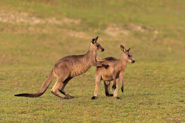 Eastern grey kangaroo