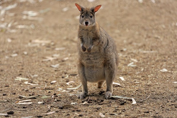 Red-necked pademelon