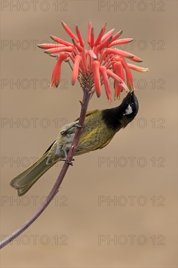 Black-throated Honeyeater