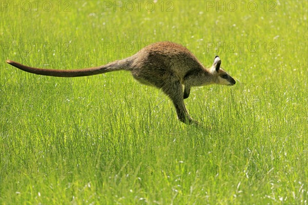 Swamp wallaby