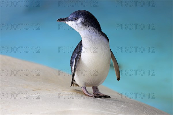 Little penguin