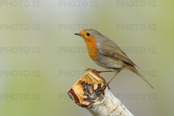 European robin