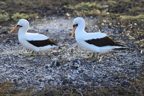 Nazca booby