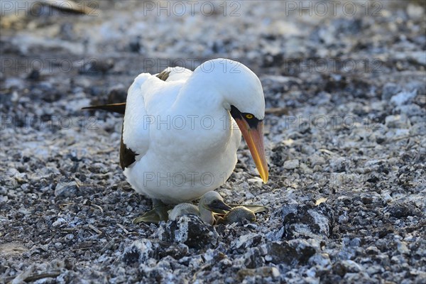 Nazca booby