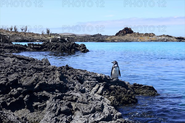 Galapagos Penguin