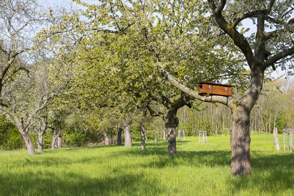 Nesting box for a green woodpecker