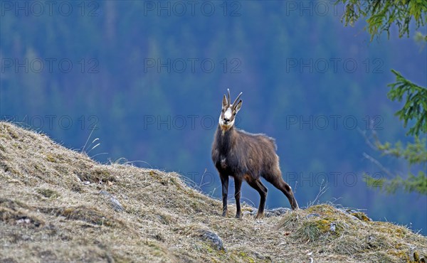 Alpine chamois