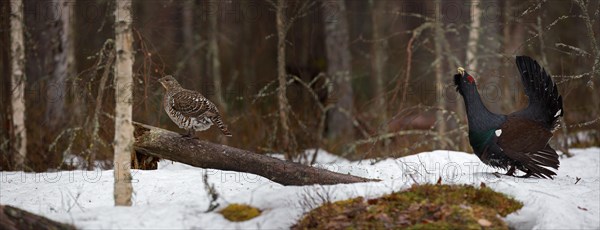 Western capercaillie