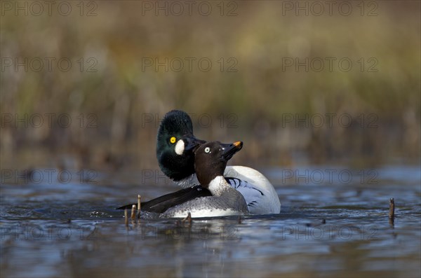 Common Common Goldeneye