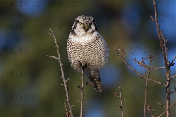 Northern Hawk Owl