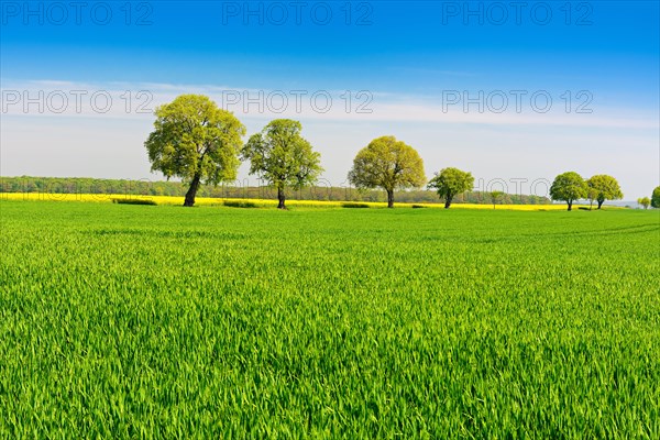 Cultivated landscape in spring