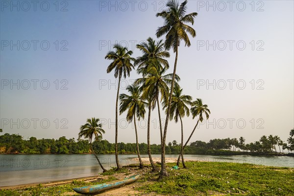 Palm trees and dugout