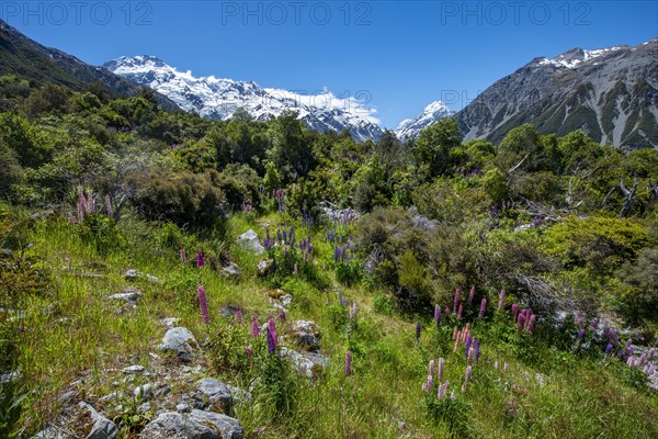 Purple multileaved lupines