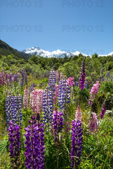 Purple Multileaved Lupines