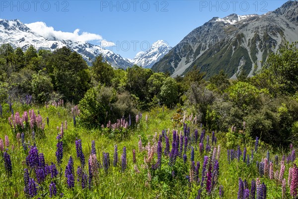 Purple multileaved lupines