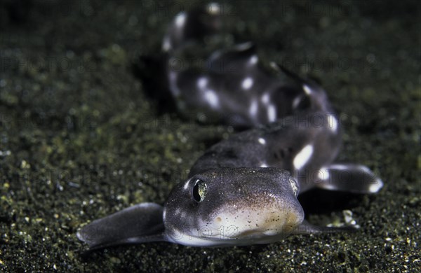 Whitespotted bamboo shark