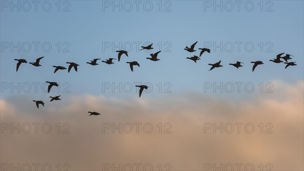 Brent Geese