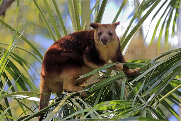 Goodfellow tree kangaroo