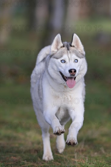 Siberian husky