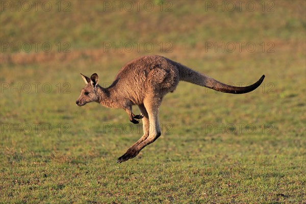 Eastern grey kangaroo