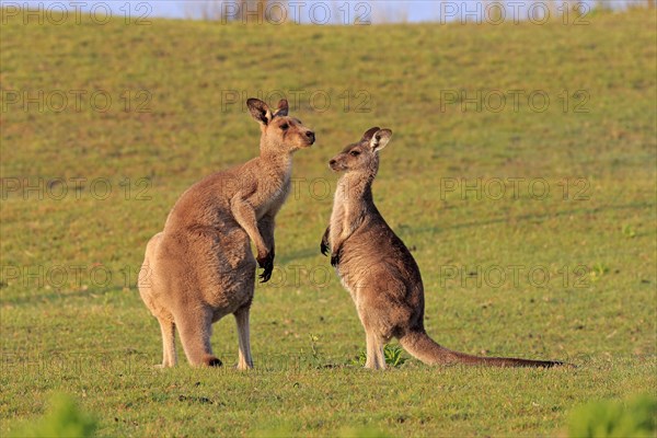 Eastern grey kangaroo