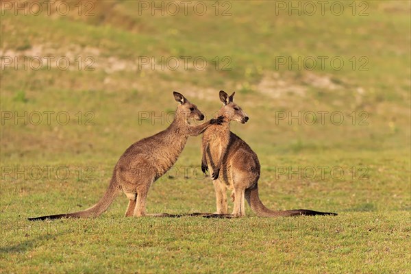 Eastern grey kangaroo