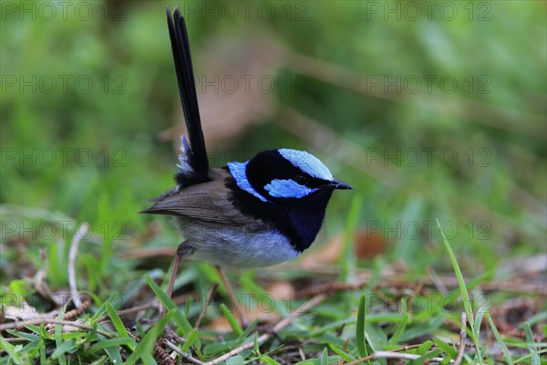 Superb fairywren