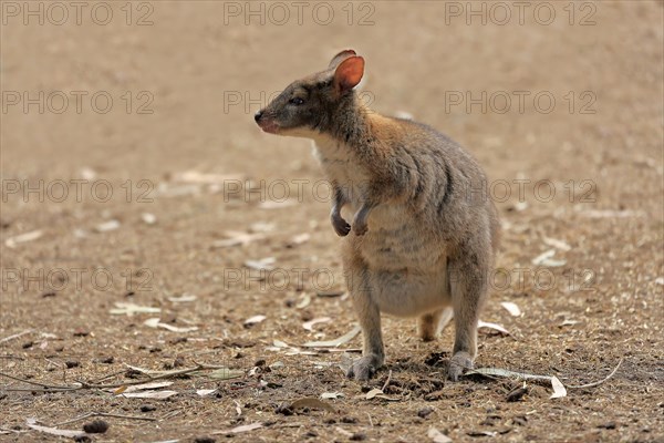 Red-necked pademelon