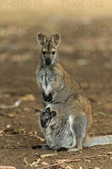 Red-necked wallaby