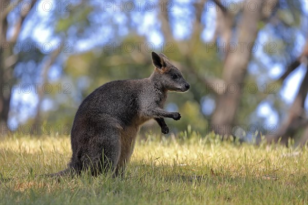 Swamp wallaby