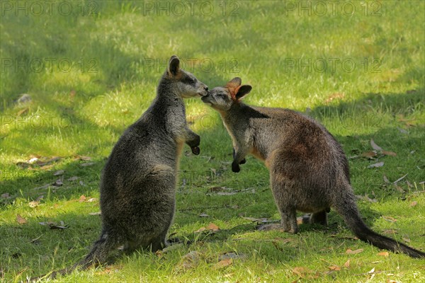 Swamp wallaby