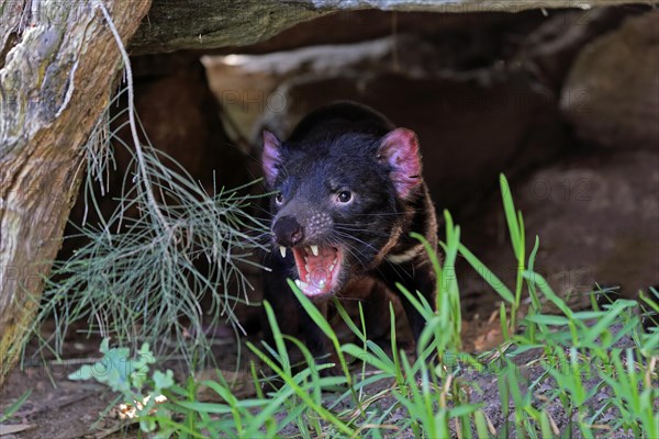 Tasmanian devil