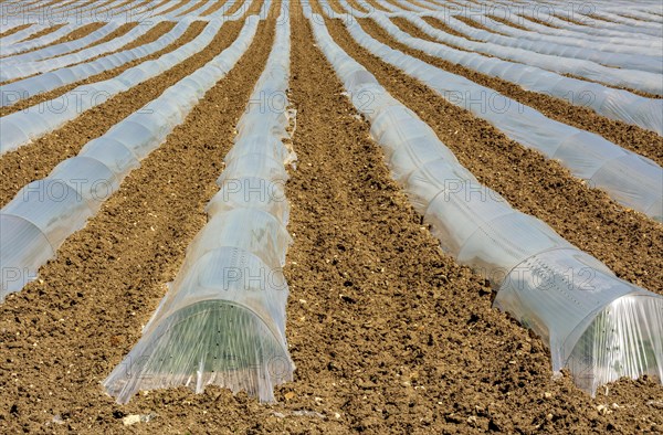 Rows of crops underneath plastic