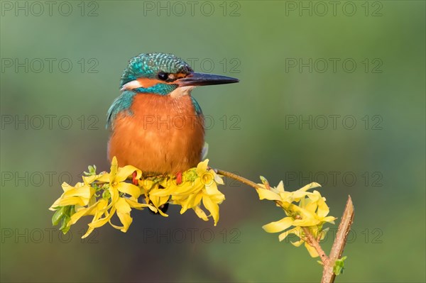 Common kingfisher