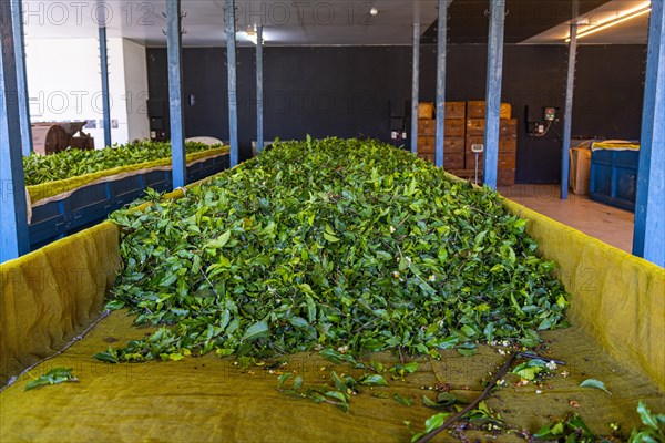 Tea processing in the Antique Assam Tea Farm