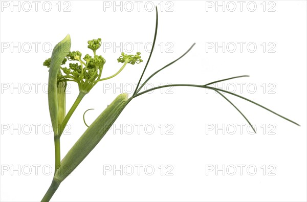 Unfurling flower umbel