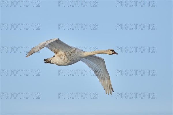 Mute swan