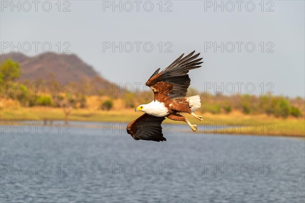 African fish eagle