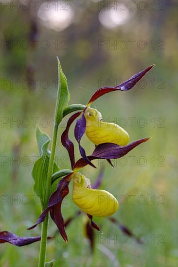 Yellow lady's slipper orchid