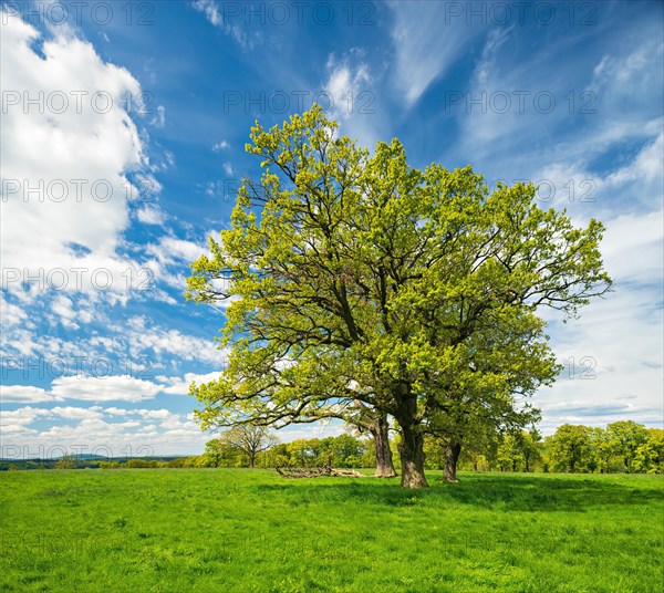 Green meadow with group of trees in spring